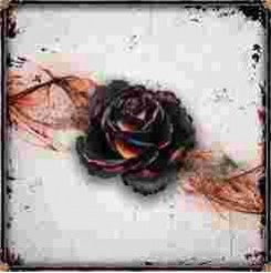 Black Rose Wars